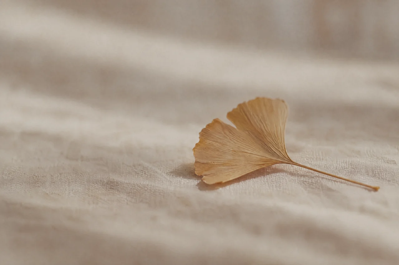 Ein getrocknetes Ginkgoblatt auf hellem Leinen.