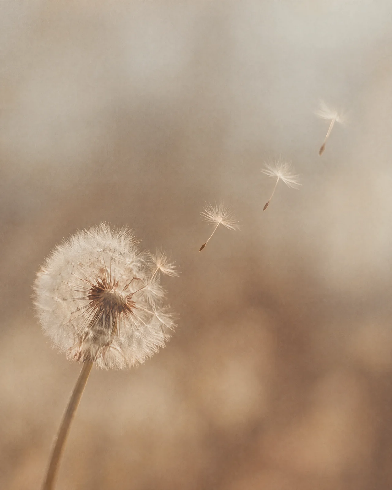Eine Pusteblume im Gegenlicht, einzelne Schirmchen fliegen davon.