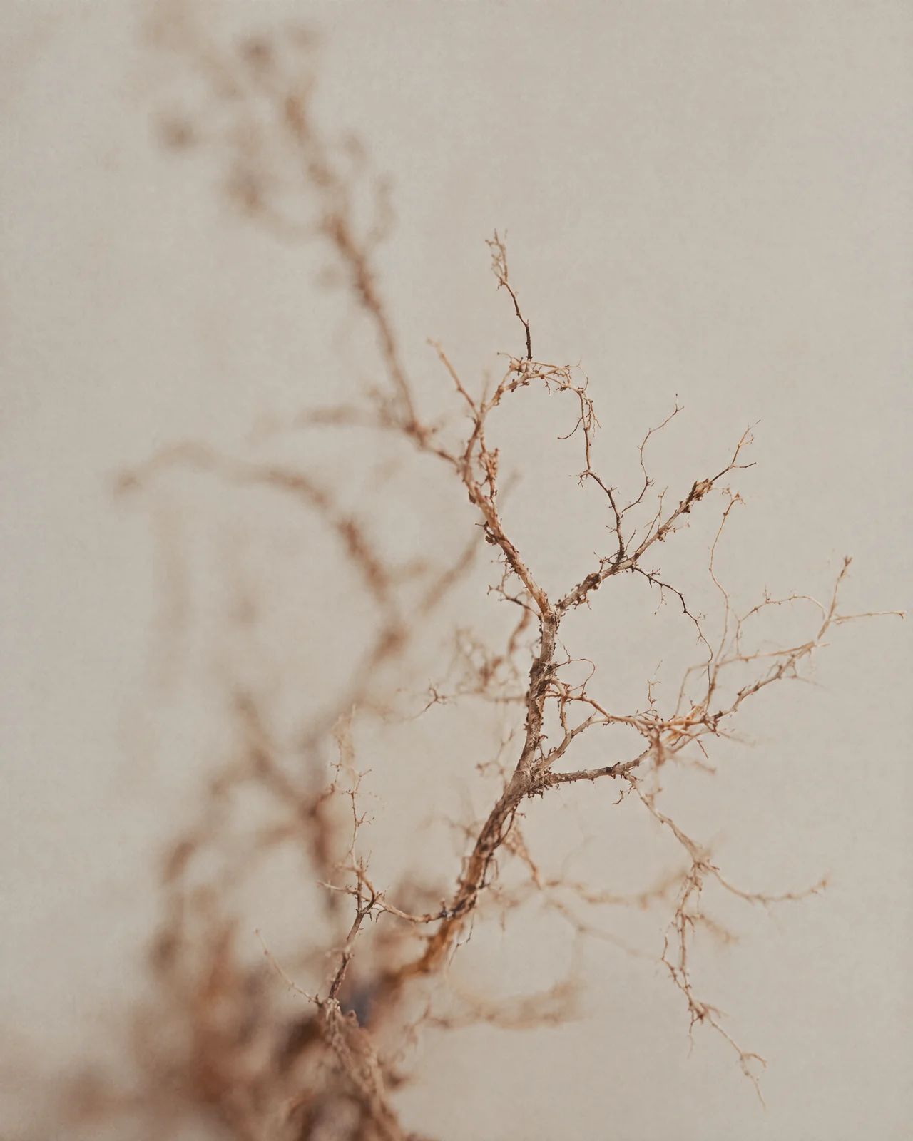 Ein feines getrocknetes Wurzelgeflecht vor heller Wand.
